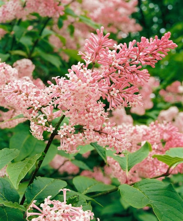 Syringa Reflexa Chinesischer Flieder 80-100 cm