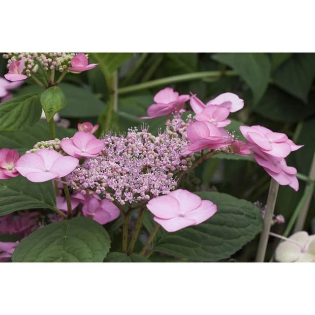 Hydrangea Serrata Hortensie 60-80 cm