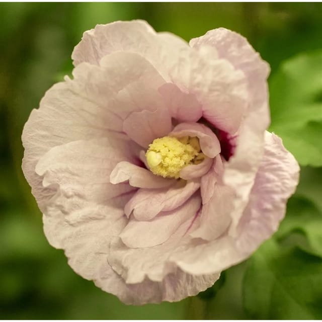 Hibiscus Syriacus Garten-Eibisch Pink Chiffon R 40-50 cm