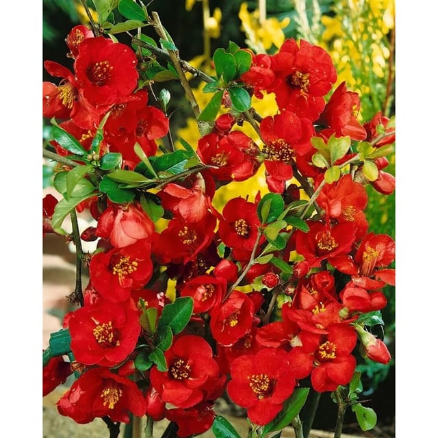 Chaenomeles Nicoline Zierquitte 40-60 cm