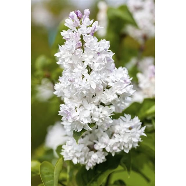 Syringa Vulgaris Flieder Mme Lemoine 60-80 cm