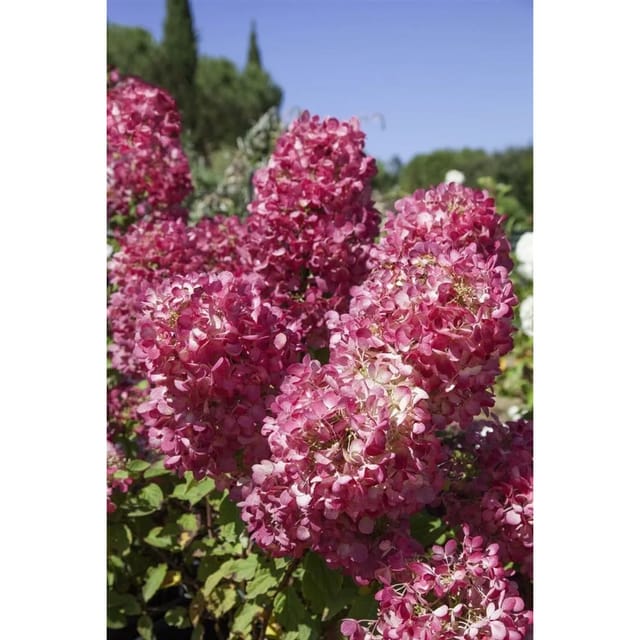 Hydrangea Paniculata Rispenhortensie Diamond Rouge R 60-80 cm