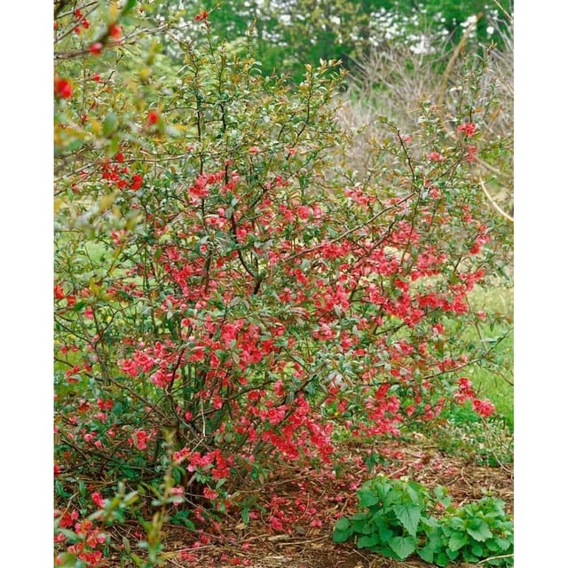 Chaenomeles 'rubra' Zierquitte 80 cm Stammhöhe