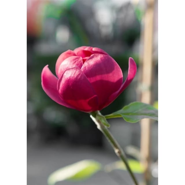 Magnolia 'Sweet Valentine' Magnolie 60-80 cm