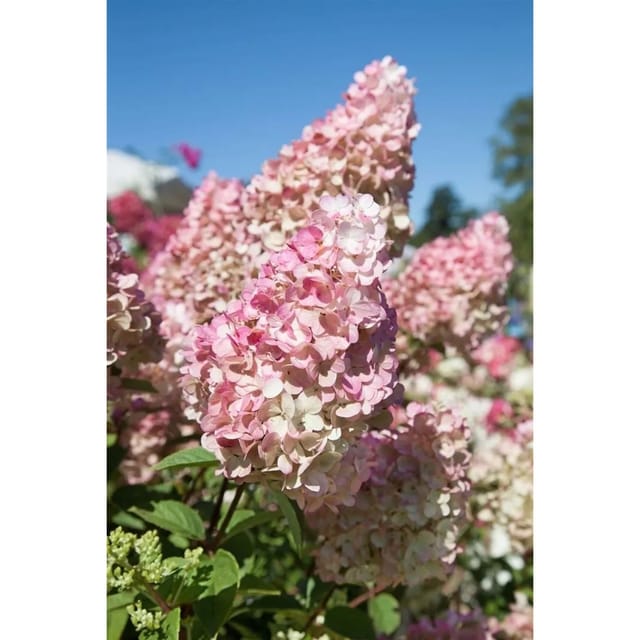 Hydrangea Paniculata Rispenhortensie Sundae Fraise R 80-100 cm