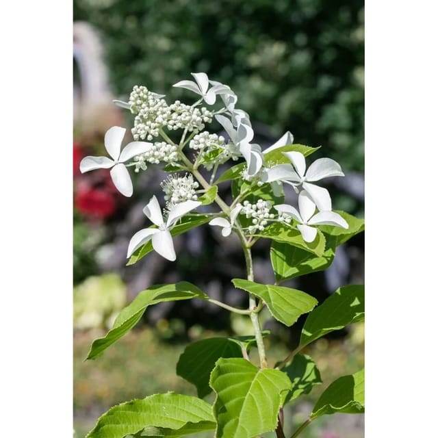 Hydrangea Paniculata Rispenhortensie Great Star 125-150 cm