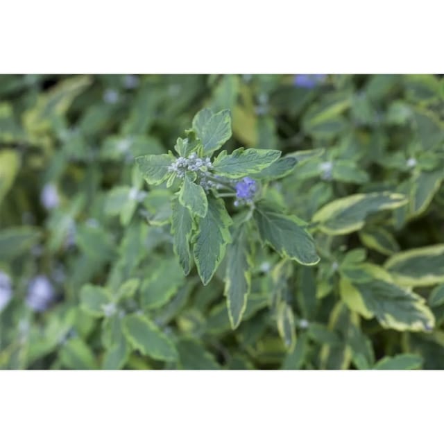 Caryopteris Clandonensis Bartblume Summer Sorbet S 40-60 cm