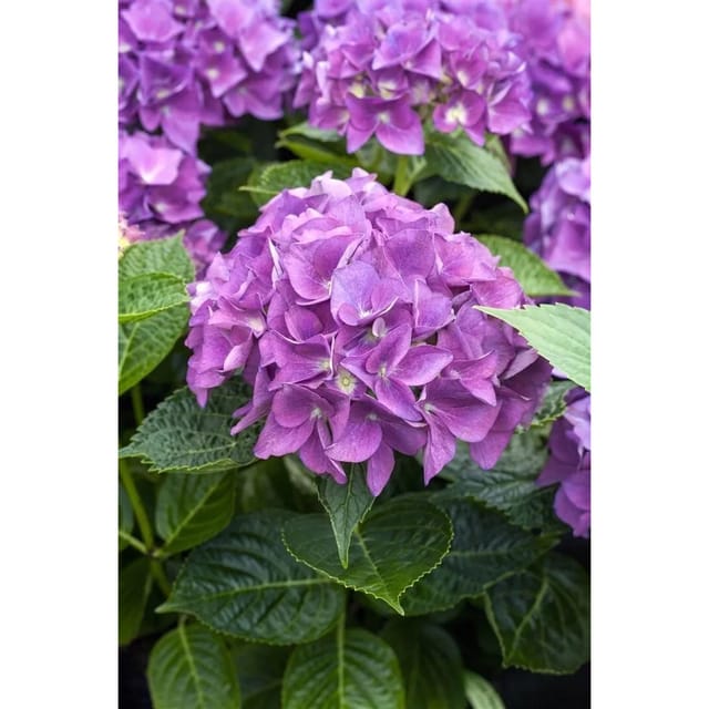Hydrangea Macrophylla Bauernhortensie Hovaria-R- 'Hobergine' 30-40 cm