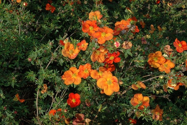 Potentilla 'Red Ace' Fingerstrauch Ca. 9x9 cm Topf