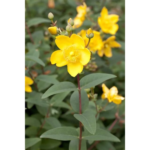 Hypericum Moserianum Johanniskraut 20-30 cm