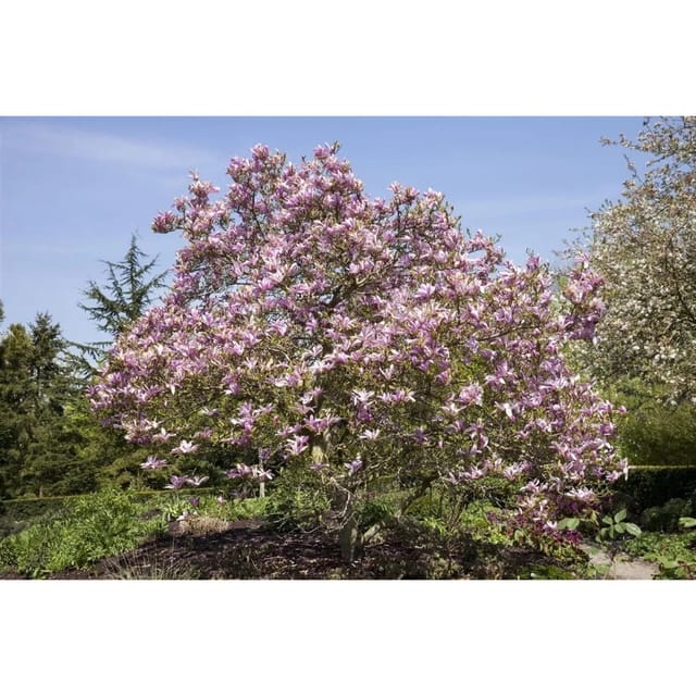 Magnolia 'Galaxy' Magnolie 80-100 cm