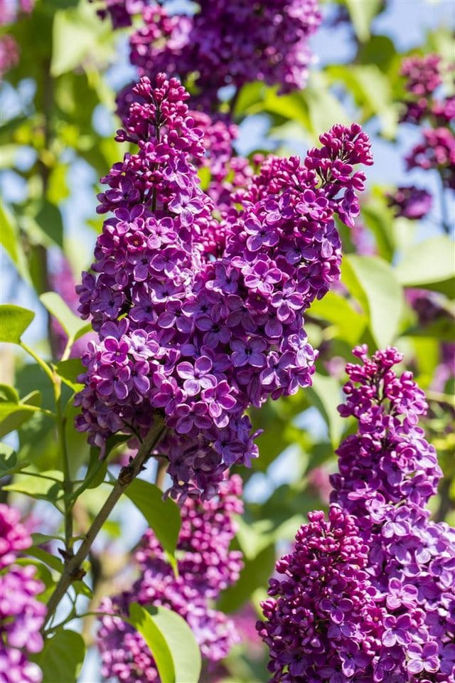 Syringa Vulgaris Flieder Sarah Sands 60-80 cm