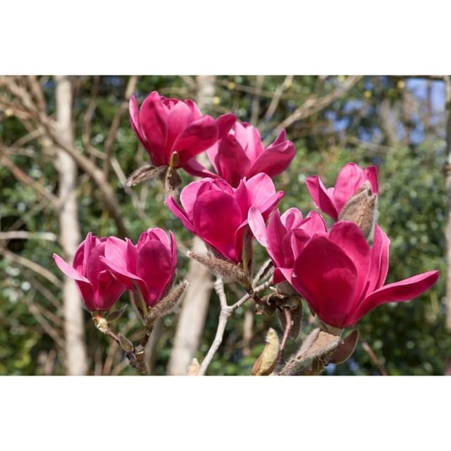 Magnolia Vulcan Magnolie 60-80 cm