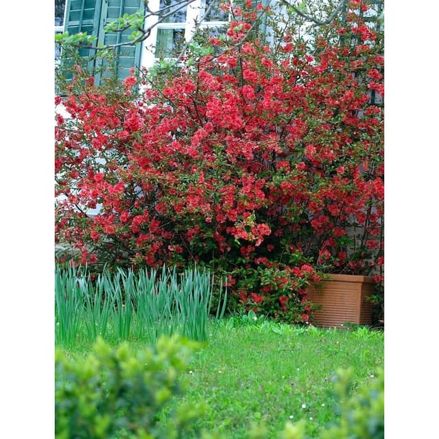 Chaenomeles 'Red Joy' Zierquitte 40-60 cm