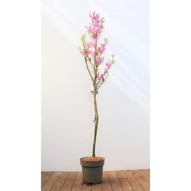 Magnolia Liliiflora Tulpenmagnolie 100 cm Stammhöhe