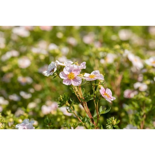Potentilla Fingerstrauch 'Pink Queen' 30-40 cm