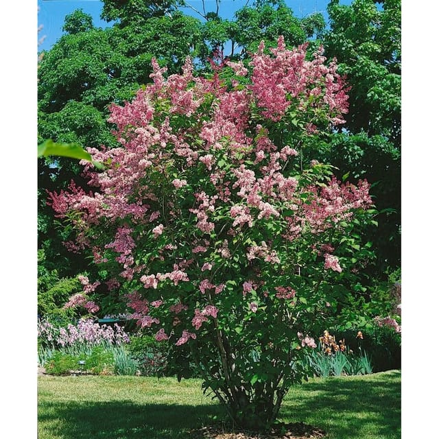 Syringa Flieder Redwine 80-100 cm