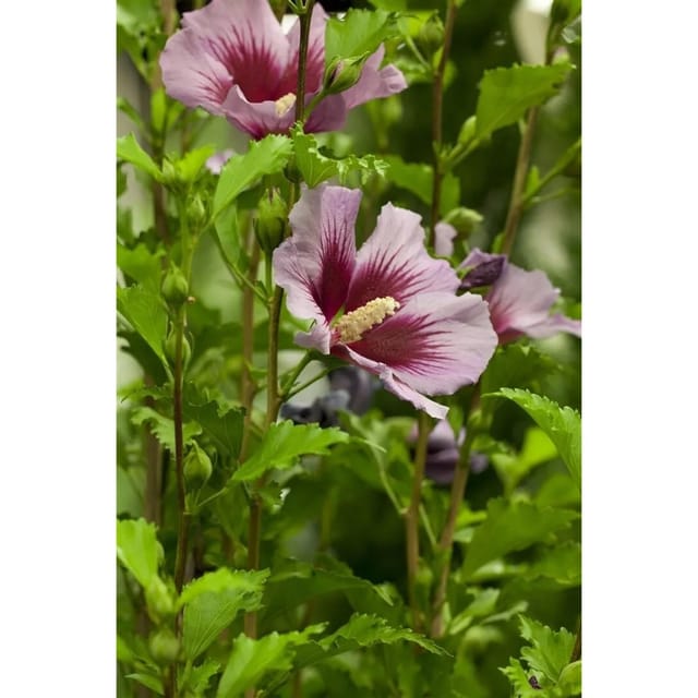 Hibiscus Syriacus Gartenhibiskus Russian Violet 60-80 cm