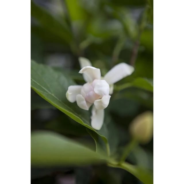 Sinocalycanthus 'Venus' Wachskirsche 40-60 cm