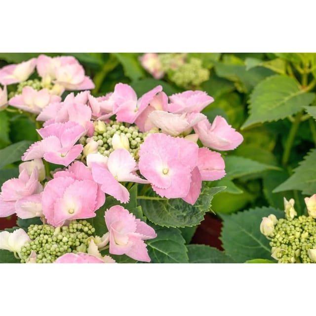 Hydrangea Mac. Hortensie 'Frisbee® Pink' 30-40 cm