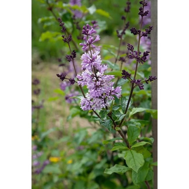 Syringa Josikaea Ungarischer Flieder 60-100 cm