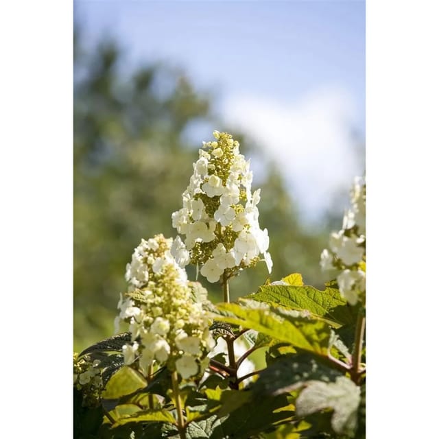 Hydrangea Quercifolia Eichenblatthortensie Munchkin 40-60 cm
