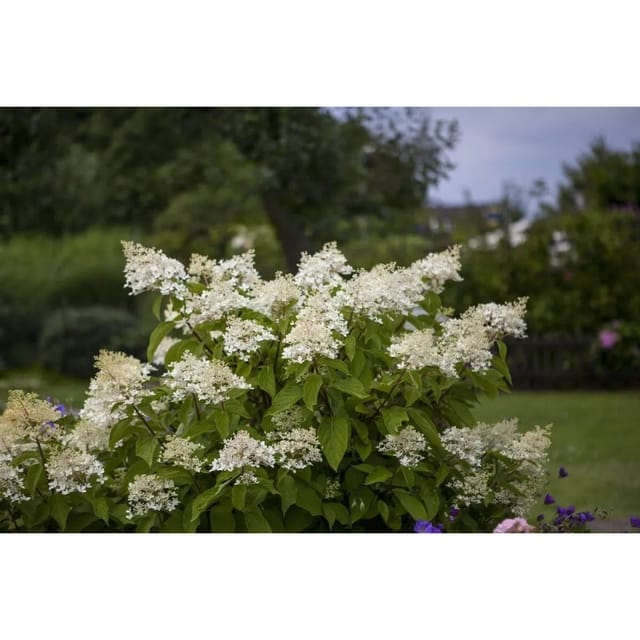 Hydrangea Paniculata Rispenhortensie Unique 100-125 cm