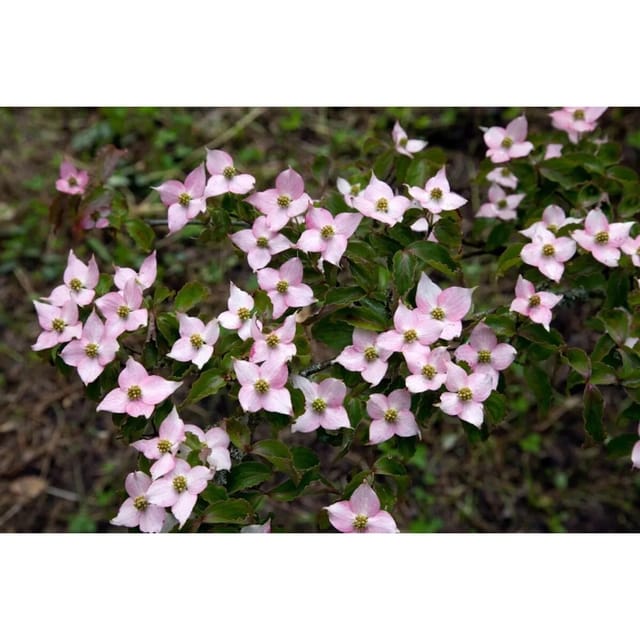 Cornus Kousa Blumen-Hartriegel 60-80 cm