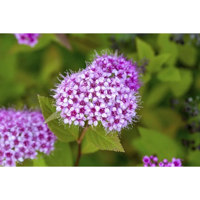 Spiraea Japonica Japanische Spiere 30-40 cm