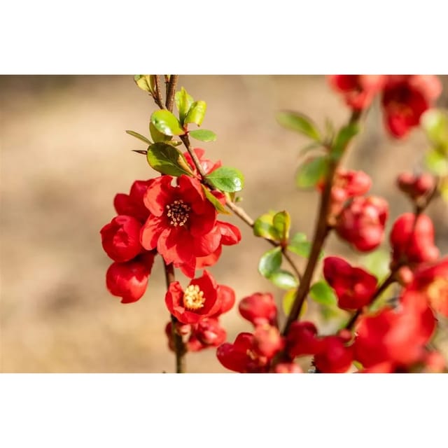 Chaenomeles Superba Zierquitte Fusion 40-60 cm