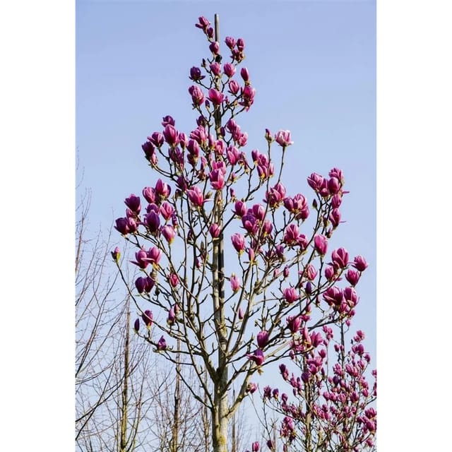 Magnolia 'Black Tulip' Magnolie 80-100 cm