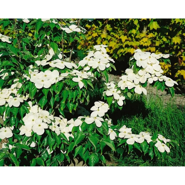 Cornus Florida Blumen-Hartriegel 40-60 cm