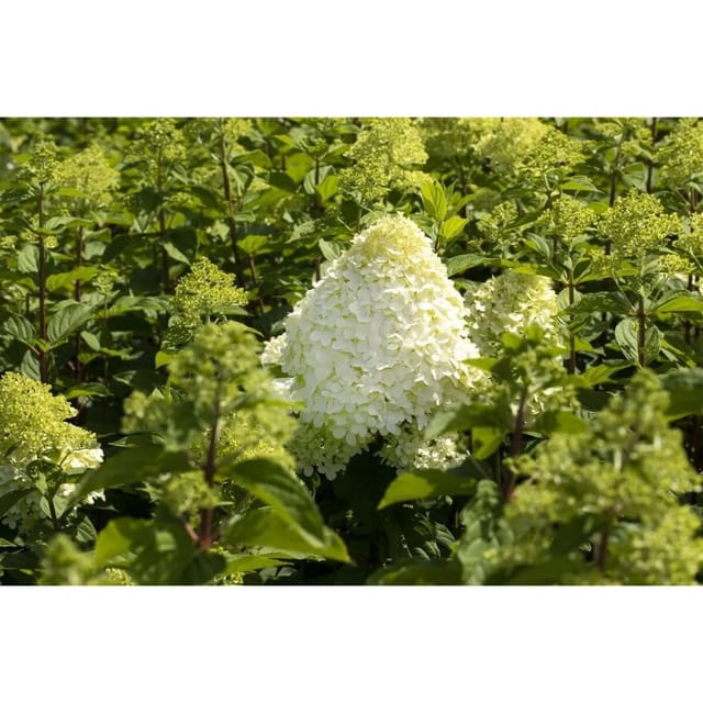 Hydrangea Paniculata Rispenhortensie Grandiflora 150-175 cm