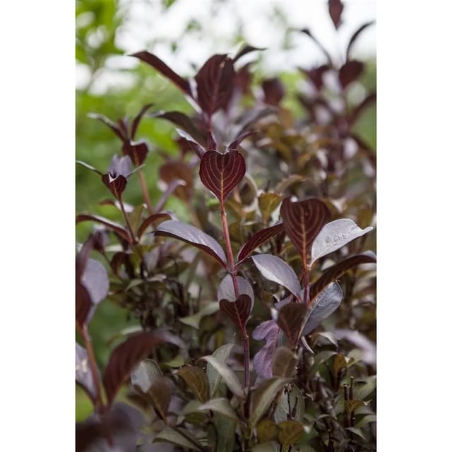 Weigela Florida Weigelie Ca. 11x11 cm Topf
