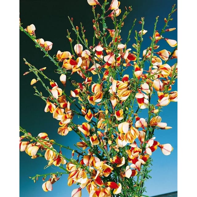 Cytisus Scoparius Besenginster Liza 60-80 cm