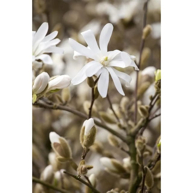Magnolia Stellata Sternmagnolie Royal Star 40-60 cm