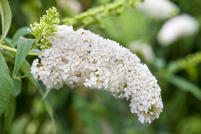 Buddleja Schmetterlingsstrauch White Profusion 80-100 cm