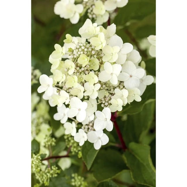 Hydrangea Paniculata Rispenhortensie Vanille-Fraise R 100-125 cm