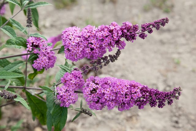 Buddleja Davidii Schmetterlingsstrauch 'Border Beauty' 15-20 cm