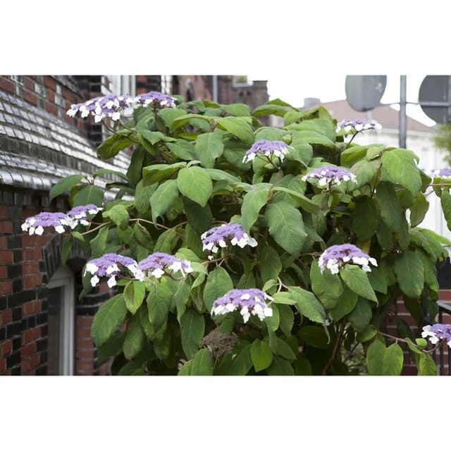 Hydrangea Aspera Samthortensie 125-150 cm