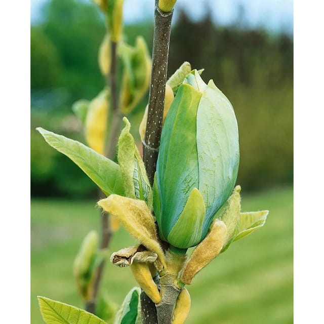 Magnolia Blütenmagnolie Blue Opal 60-80 cm