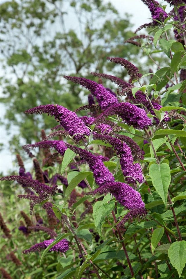 Buddleja 'African Queen' Schmetterlingsstrauch 80-100 cm