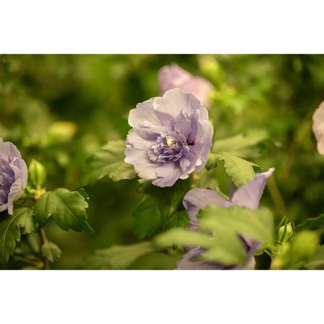 Hibiscus Syriacus Gartenhibiskus 150-175 cm