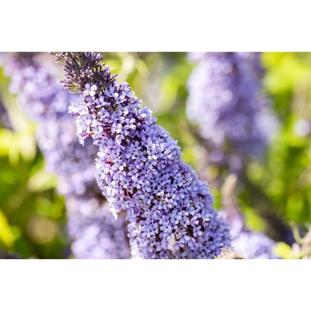 Buddleja Davidii Schmetterlingsstrauch Gulliver 40-60 cm