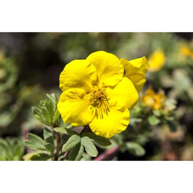 Potentilla Goldfinger Fingerstrauch Ca 9x9 cm Topf