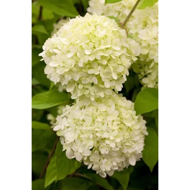 Hydrangea Paniculata Rispenhortensie Limelight S 100-125 cm