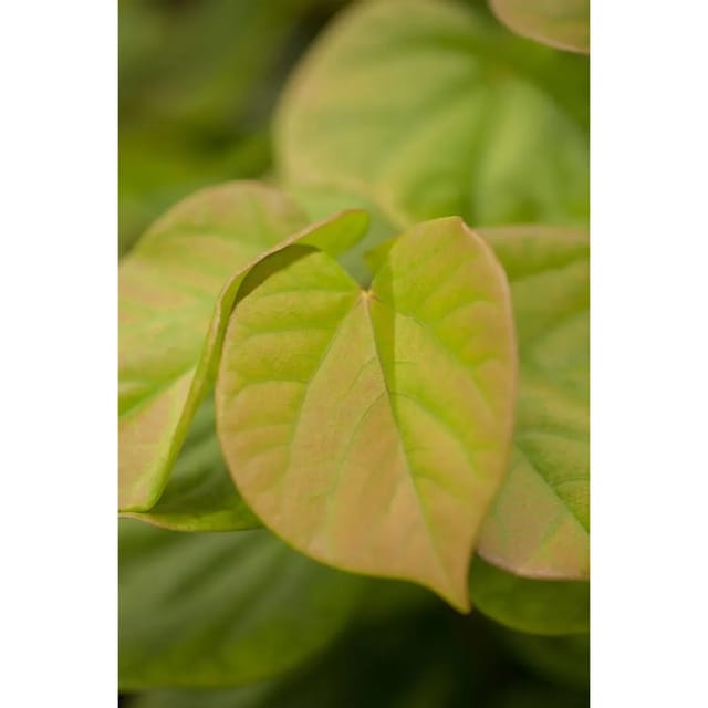 Cercis Chinensis Judasbaum 40-60 cm