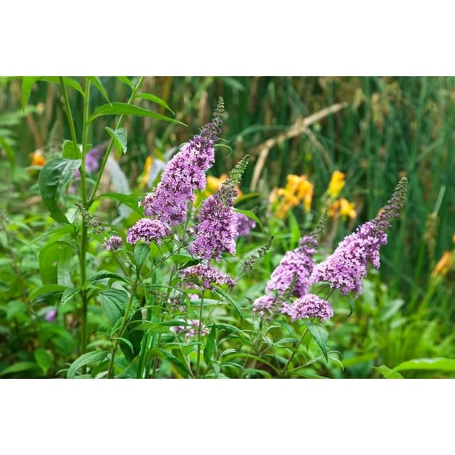 Buddleja Davidii Schmetterlingsstrauch Peacock 100-125 cm