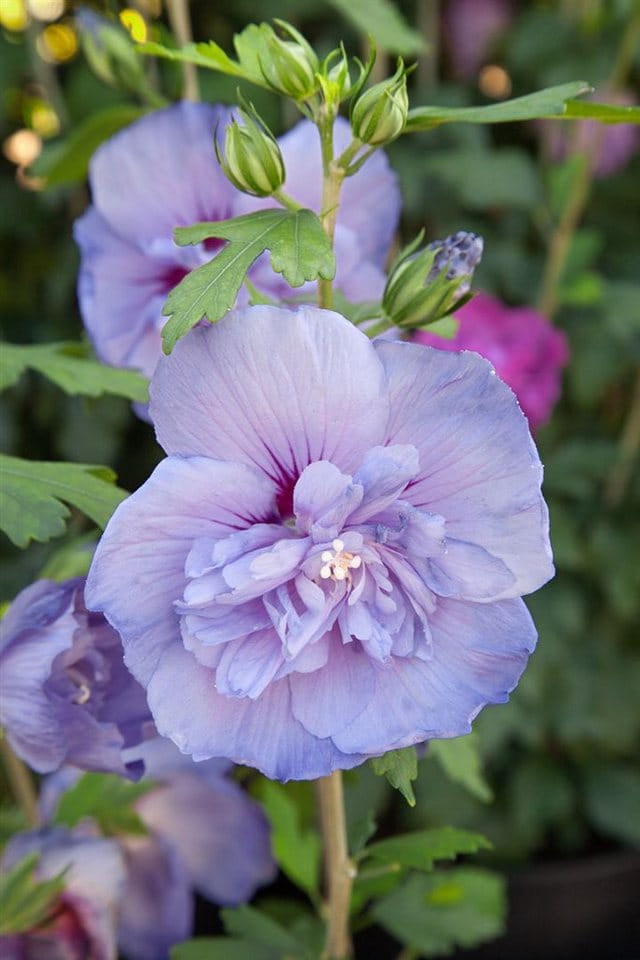 Hibiscus Syriacus Garten-Eibisch Blue Chiffon R 60-80 cm