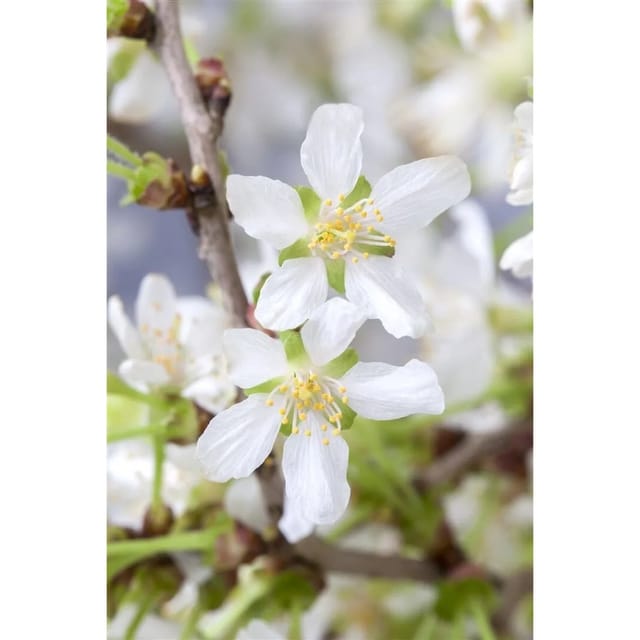 Prunus Incisa Zierkirsche Cac 40-60 cm